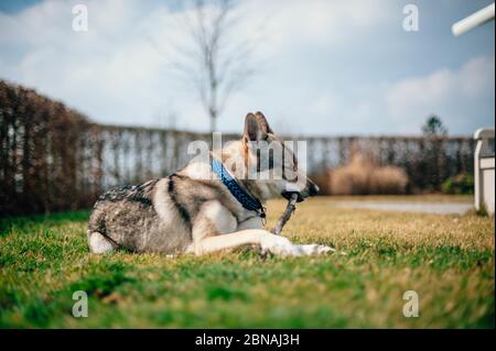 Cane Tamaskan seduto in giardino durante il giorno Foto Stock