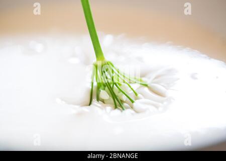 Ramsons appena forati provenienti da boschi inglesi per la ricetta di aglio fiore selvaggio immerso in una pastella tempura da friggere fino a doratura e croccante Foto Stock