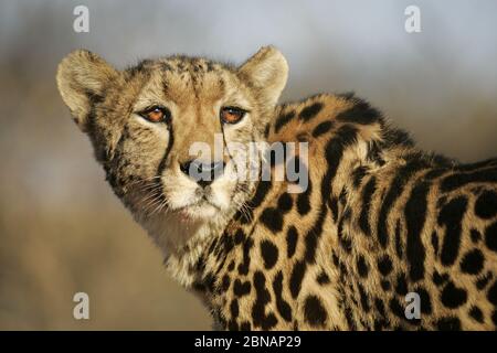 Ritratto di una donna adulta rara in pericolo Re Cheetah a Kruger Sud Africa Foto Stock