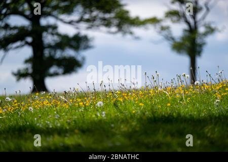 Dandelions, Daisies e Buttercup fiori selvatici in un campo nel Worcestershire, Regno Unito. Foto Stock