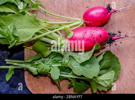 Vista dall'alto e dall'alto verso il basso di ravanelli e foglie di spinaci appena raccolti su un tagliere di legno Foto Stock