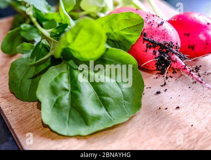 Primo piano di foglie e rafano di spinaci organici appena raccolti in casa su una tavola di legno con fuoco selettivo intenzionale e profondità di campo poco profonda Foto Stock