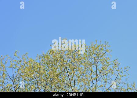 Corone di alberi ricoperte di fogliame fresco e giovane contro un cielo blu in una giornata di sole primavera. Sfondo naturale Foto Stock