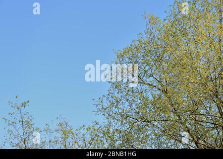 Corone di alberi ricoperte di fogliame fresco e giovane contro un cielo blu in una giornata di sole primavera. Sfondo naturale Foto Stock