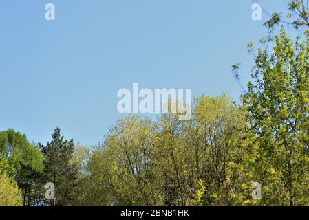 Corone di alberi ricoperte di fogliame fresco e giovane contro un cielo blu in una giornata di sole primavera. Sfondo naturale Foto Stock