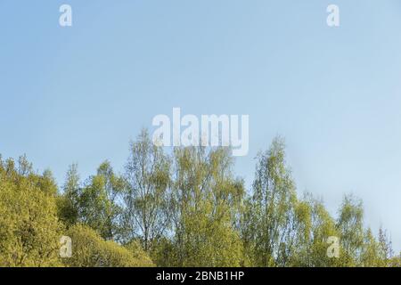 Corone di alberi ricoperte di fogliame fresco e giovane contro un cielo blu in una giornata di sole primavera. Sfondo naturale Foto Stock