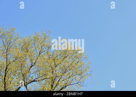 Corone di alberi ricoperte di fogliame fresco e giovane contro un cielo blu in una giornata di sole primavera. Sfondo naturale Foto Stock