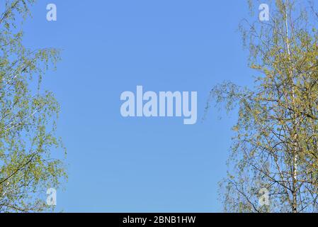 Corone di alberi ricoperte di fogliame fresco e giovane contro un cielo blu in una giornata di sole primavera. Sfondo naturale Foto Stock