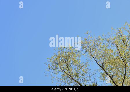 Corone di alberi ricoperte di fogliame fresco e giovane contro un cielo blu in una giornata di sole primavera. Sfondo naturale Foto Stock