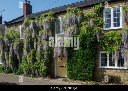 Wisteria in fiore viola che scrambling sulla parte anteriore di un cottage nel villaggio di Uploders, Dorset, Regno Unito Foto Stock