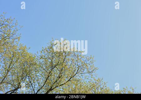Corone di alberi ricoperte di fogliame fresco e giovane contro un cielo blu in una giornata di sole primavera. Sfondo naturale Foto Stock