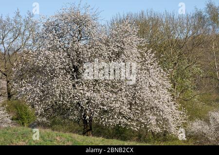 Vogel-Kirsche, Vogelkirsche, Kirsche, Süß-Kirsche, Süss-Kirsche, Süsskirsche, Süßkirsche, Wildkirsche, Wild-Kirsche, Prunus avium, Gean, Mazzard, Wild Foto Stock