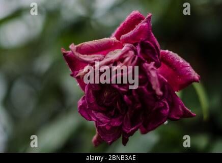 Primo piano di un bel fiore di rose da giardino con petali viola Foto Stock