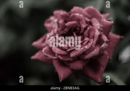 Primo piano di un bel fiore di rose da giardino con petali viola Foto Stock