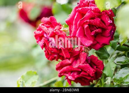 Closeup di un bel giardino di fiori di rose con petali viola Foto Stock