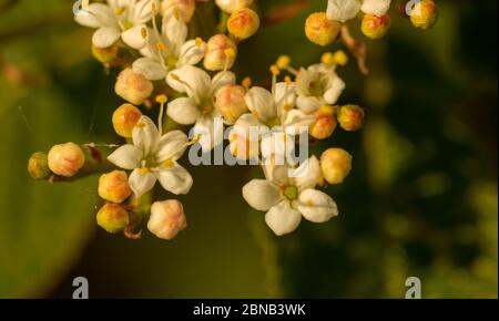 Primo piano di fiori selvatici Foto Stock