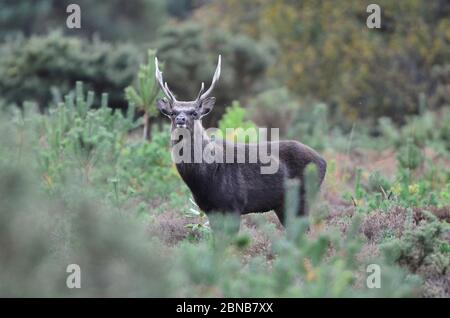 sika stag durante la rut autunnale Foto Stock