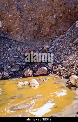 Scarico illegale di acque inquinanti nell'ambiente Foto Stock