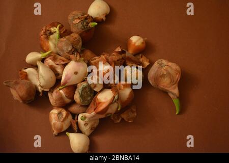 Bel colpo di aglio isolato su sfondo marrone Foto Stock
