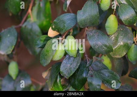 grandi gruppi di lunghi frutti di jujujbe appesi sotto la pianta con sfondo verde delle foglie Foto Stock