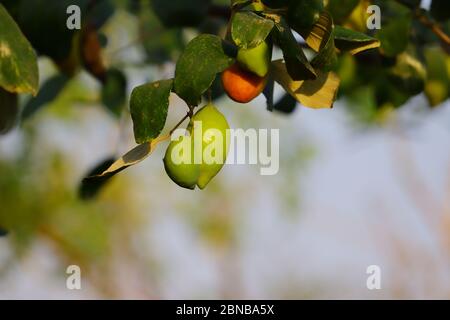 verde rosso e giallo jujubes frutta che cresce su albero in jaipur Foto Stock