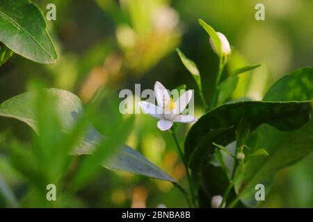 Sfocato fiore bianco limone e foglie verdi sfondo e temi natura Foto Stock