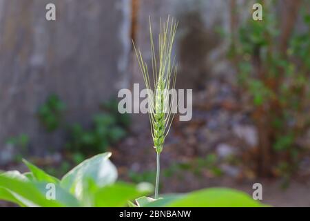 singolo closeup di grano verde orecchio che cresce su pianta in agricoltura archiviato Foto Stock