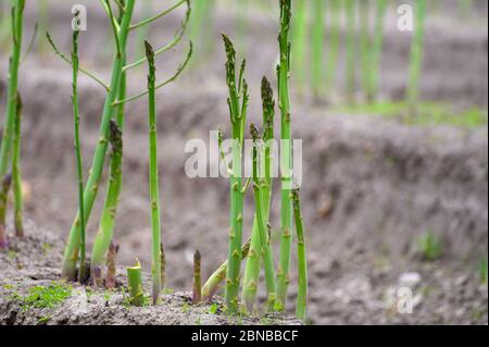 Ciclo di crescita estivo iniziale di asparagi bianchi pianta, sviluppo di felce Foto Stock