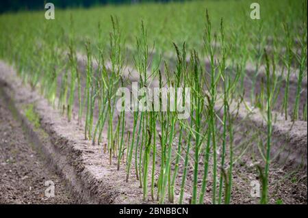 Ciclo di crescita estivo iniziale di asparagi bianchi pianta, sviluppo di felce Foto Stock