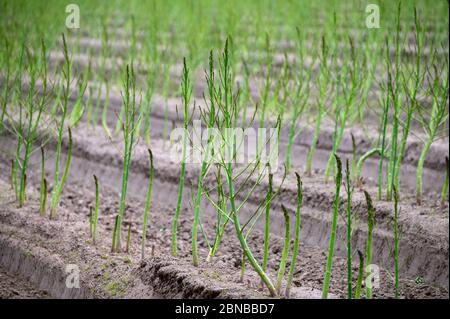 Ciclo di crescita estivo iniziale di asparagi bianchi pianta, sviluppo di felce Foto Stock