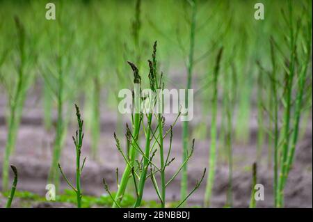 Ciclo di crescita estivo iniziale di asparagi bianchi pianta, sviluppo di felce Foto Stock