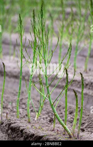 Ciclo di crescita estivo iniziale di asparagi bianchi pianta, sviluppo di felce Foto Stock