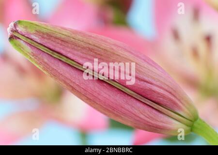 Lilium Asiatic Giglio Fiore gemma giugno Foto Stock