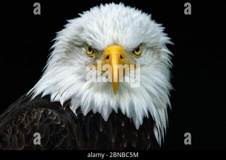 Aquila calva americana (Haliaetus leucocefalo), ritratto, Stati Uniti, Florida, Parco Nazionale delle Everglades Foto Stock