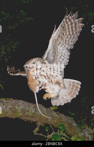 Gufo (Athene noctua), in volo con il topo catturato, colpo di notte, Germania, Baden-Wuerttemberg Foto Stock
