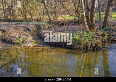Fiocco di neve di primavera (Leucojum vernum), popolazione densa fiorente in un piccolo ruscello meandering, Germania, Baviera, Isental Foto Stock