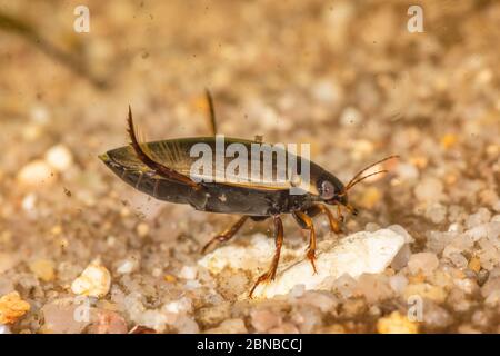 Scarabeo da immersione (Colymbetes fuscus), femmina, Germania Foto Stock