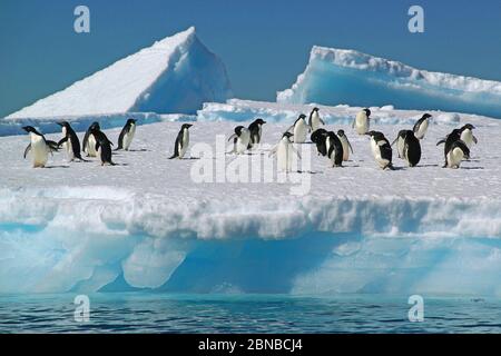 adelie pinguino (Pigoscelis adeliae), gruppo su un iceberg, Antartide, Cove Cierva Foto Stock