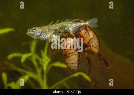 Betle subacqueo (Cybister lateralimarginalis, Scaphinectes lateralimarginalis), due barbabietole si nutrono di stickleback a tre spined, Germania Foto Stock