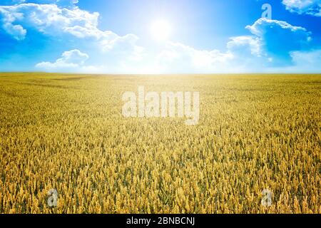 Grano da pane, grano coltivato (Triticum aestivum), campo di grano in baviera, Germania, Baviera Foto Stock