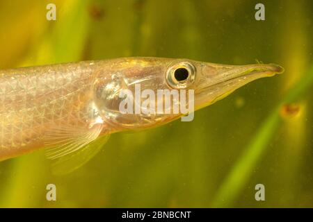 Caratteri del luccio africano, epsetidi (Ctenolucius hujeta), ritratto Foto Stock