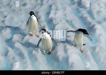 adelie pinguino (Pigoscelis adeliae), gruppo su un iceberg, Antartide, Cove Cierva Foto Stock