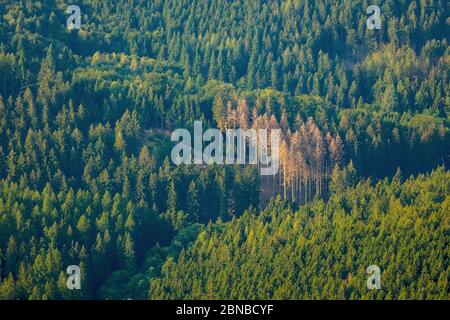Abete (Picea abies), foresta tra Stemel snd Sundern, danno per secchezza, 30.08.2019, Luftbild, Germania, Nord Reno-Westfalia, Sauerland, Sundern Foto Stock