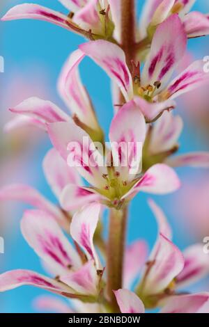 Francoa Wedding fiore sposa corona giugno Foto Stock