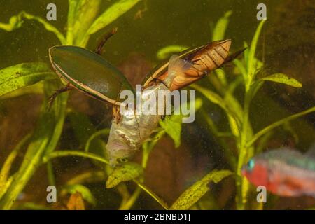 Betle subacqueo (Cybister lateralimarginalis, Scaphinectes lateralimarginalis), due barbabietole si nutrono di stickleback a tre spined, Germania Foto Stock