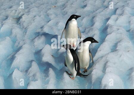 adelie pinguino (Pigoscelis adeliae), gruppo su un iceberg, Antartide, Cove Cierva Foto Stock