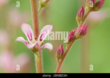 Francoa Wedding fiore sposa corona giugno Foto Stock