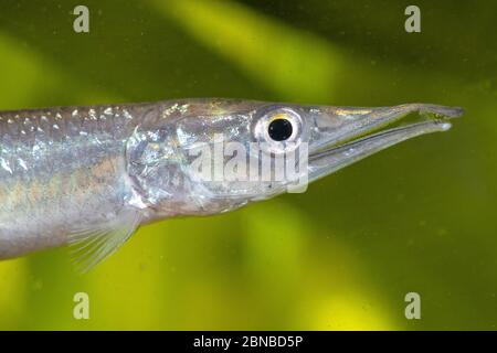 Caratteri del luccio africano, epsetidi (Ctenolucius hujeta), ritratto Foto Stock