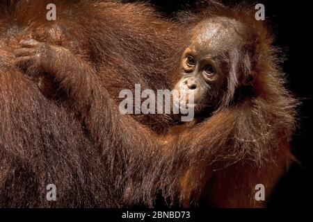 Orangutan borneano (Pongo pygmaeus pygmaeus), femmina con cucito, Indonesia, Borneo