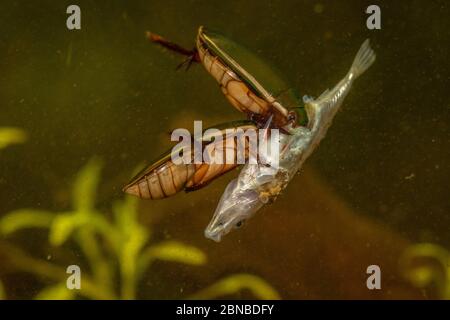 Betle subacqueo (Cybister lateralimarginalis, Scaphinectes lateralimarginalis), due barbabietole si nutrono di stickleback a tre spined, Germania Foto Stock